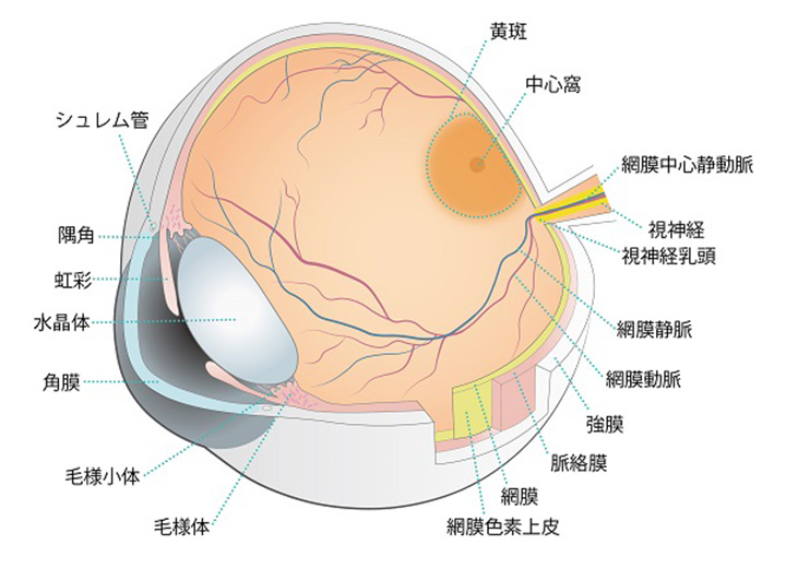 目をクローズアップした画像